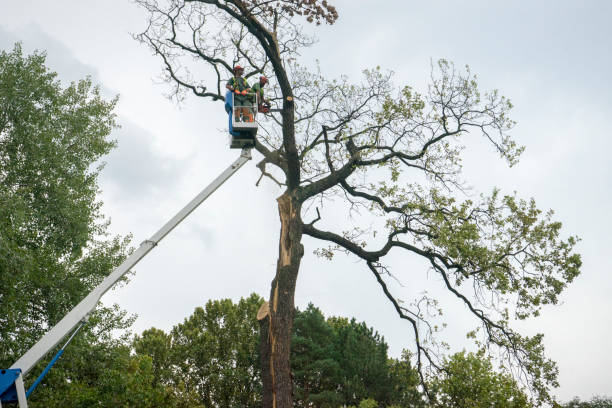 Best Fruit Tree Pruning  in Pascoag, RI