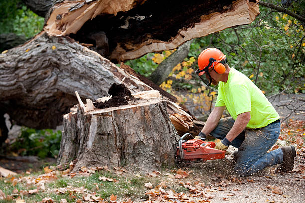 Best Storm Damage Tree Cleanup  in Pascoag, RI